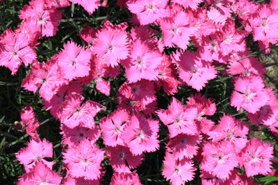 High angle view of pink flowering plants on field