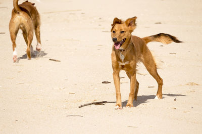 Close-up of dog