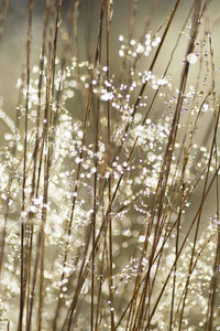 Close-up of flowering plants against water