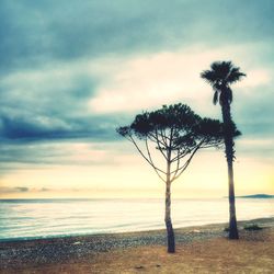 Tree on beach against sky during sunset