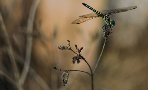 Close-up of insect on plant