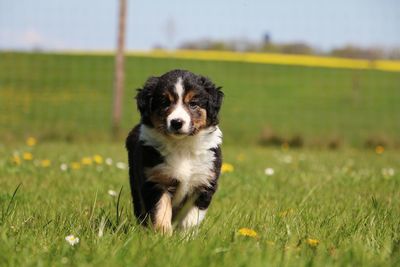 Portrait of dog walking on grassy field