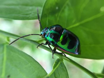 Close-up of bug on plant