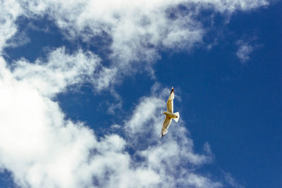 Low angle view of bird against sky