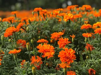 Close-up of marigold flowers blooming on field