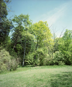Trees on grassy field