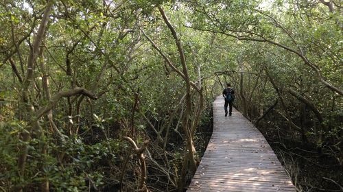 Rear view of person walking on footpath amidst trees in forest