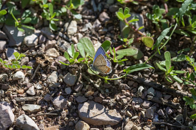 High angle view of butterfly on field