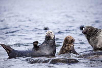 Colony of seals at sea