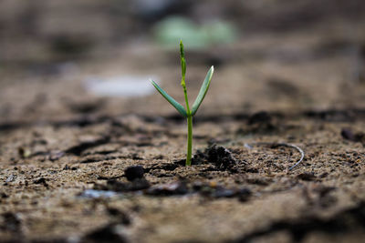 Close-up of young plant growing outdoors