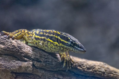 Close-up of lizard on rock