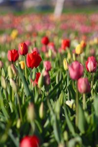 Close-up of tulips blooming outdoors