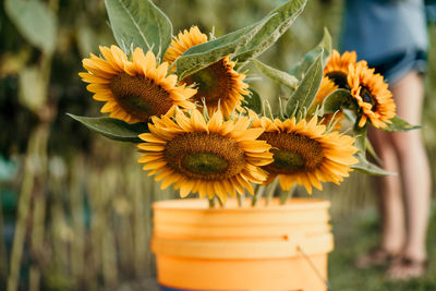 Close-up of yellow flowering plant