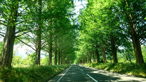 Road amidst trees in forest