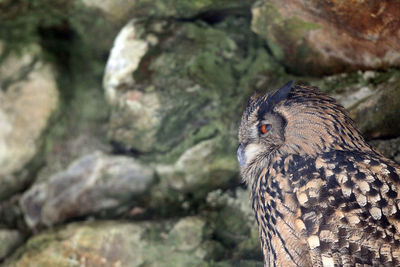 Close-up of owl perching on rock