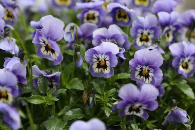 Close-up of purple flowers blooming in garden