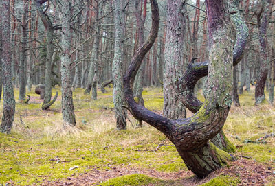 Trees on field in forest