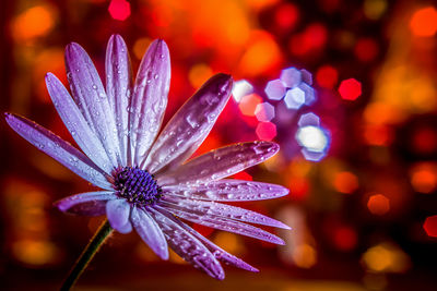 Macro shot of water drops on flower