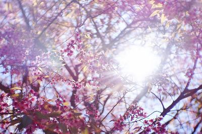 Low angle view of blooming tree against bright sun