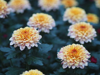 Close-up of yellow flowering plant