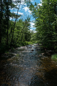 Stream flowing amidst trees in forest