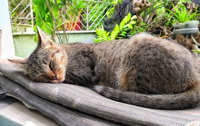 Close-up of a cat sleeping