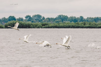 Seagulls flying in the sea