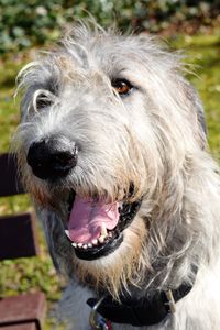 Close-up portrait of dog