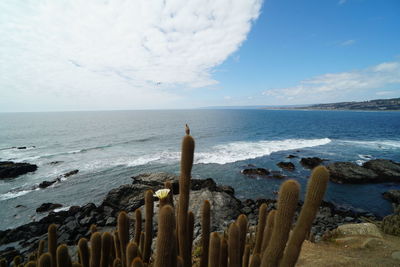 Scenic view of sea against sky