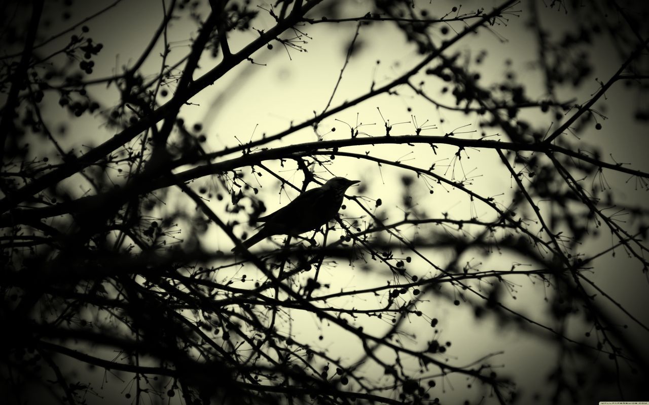 branch, silhouette, low angle view, sky, tree, bare tree, focus on foreground, sunset, nature, dusk, twig, outdoors, leaf, no people, close-up, tranquility, sunlight, fence, day, protection