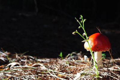 Close-up of mushroom growing on field