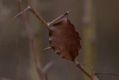 Close-up of dry leaf on twig