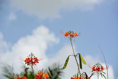 Low angle view of flowering plant against sky