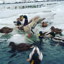 Ducks swimming on beach