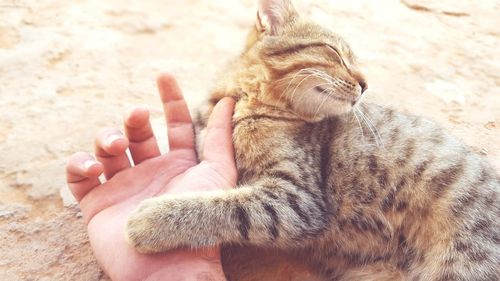 Close-up of hand feeding