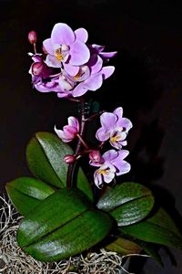 Close-up of pink flowers