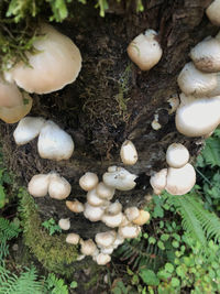 High angle view of mushrooms growing on field