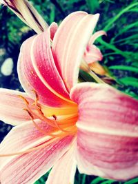 Close-up of pink day lily blooming outdoors