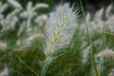 Close-up of plant growing on field