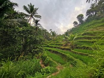 Palm trees on field against sky