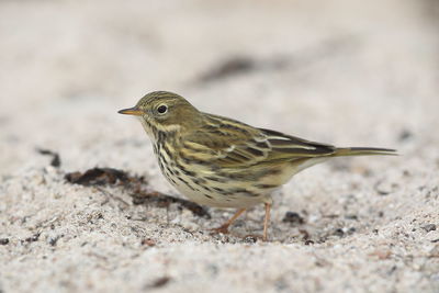 Close-up of a bird looking away