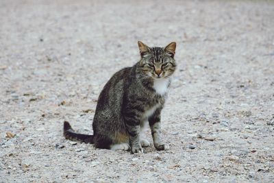 Portrait of cat sitting outdoors