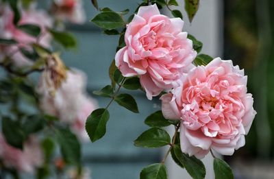 Close-up of pink flowers blooming outdoors
