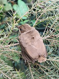 Close-up of bird perching on tree