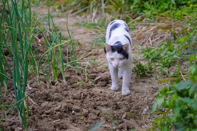 Portrait of cat on field