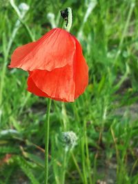 Close-up of red flower
