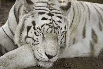 Close-up of tiger relaxing outdoors