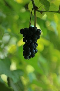 Close-up of grapes growing in vineyard