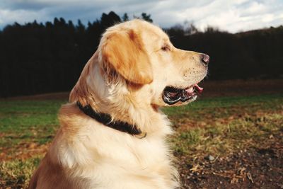 Close-up of dog on field