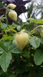 Close-up of fruit growing on tree